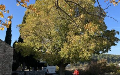 POVRATAK U PROŠLOST POLJIČKE KNEŽEVINE